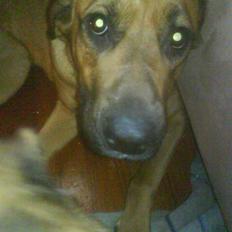 Blanding af racer Tiggi 