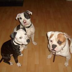 Blanding af racer Zitka