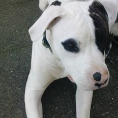 Blanding af racer Hermann