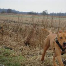 Amerikansk staffordshire terrier JACOB