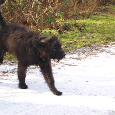 Bouvier des flandres | Buck |  I ENGLAND NU :(