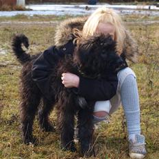 Bouvier des flandres | Buck |  I ENGLAND NU :(