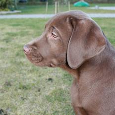 Labrador retriever Sofus