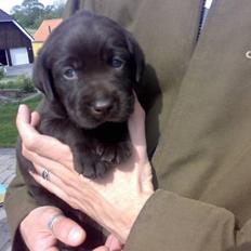 Labrador retriever Bailey