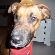 Blanding af racer Nynne R.I.P