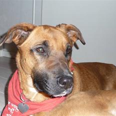 Blanding af racer Nynne R.I.P