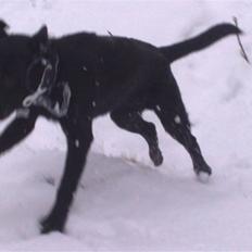 Labrador retriever Scooby