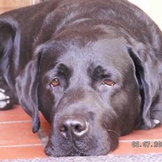 Labrador retriever Miyake-himmelhund