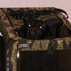 Labrador retriever Miyake-himmelhund