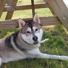 Alaskan malamute Kenzo