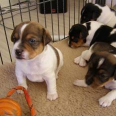 Dansk svensk gaardhund Frey