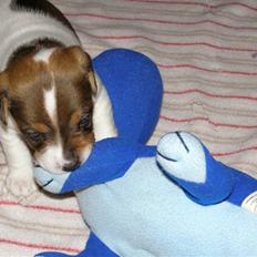 Dansk svensk gaardhund Frey