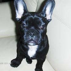 Fransk bulldog Alma