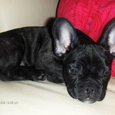 Fransk bulldog Alma