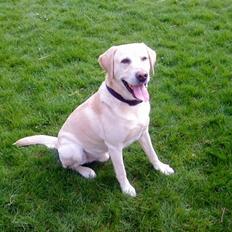 Labrador retriever BUSTER=)