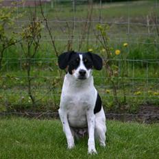 Dansk svensk gaardhund tulle (DØD)
