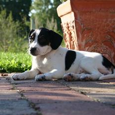 Dansk svensk gaardhund tulle (DØD)
