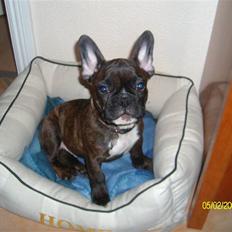 Fransk bulldog Victor *Død*