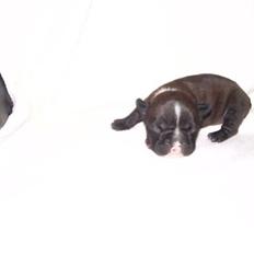 Fransk bulldog Victor *Død*