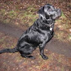 Labrador retriever Thor