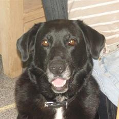 Labrador retriever Bella 