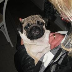 Mops Elvis