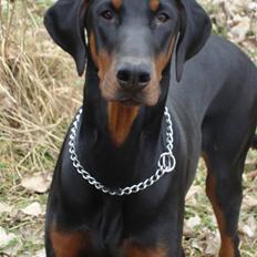 Dobermann Bandit *R.I.P*
