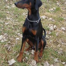 Dobermann Bandit *R.I.P*