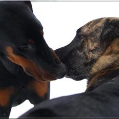 Dobermann Bandit *R.I.P*