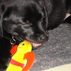 Labrador retriever Malou