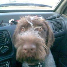 Ruhåret hønsehund Balder