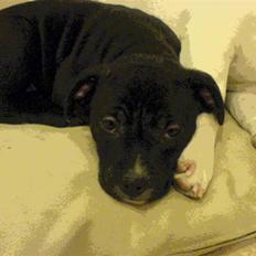 Staffordshire bull terrier Gaia