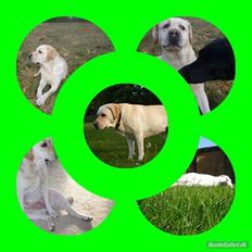 Labrador retriever Agnes