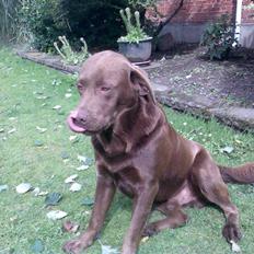 Labrador retriever kenzo<3 R.I.P min prins ;'(