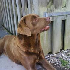 Labrador retriever kenzo<3 R.I.P min prins ;'(