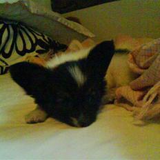 Papillon Good Gracious / Signe<'3