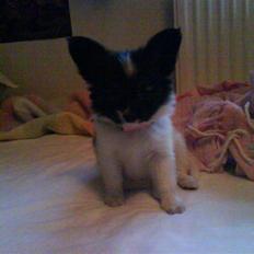 Papillon Good Gracious / Signe<'3