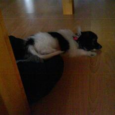 Papillon Good Gracious / Signe<'3