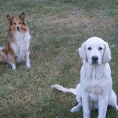 Shetland sheepdog PoulsgaardsBeMySpeedyGirl