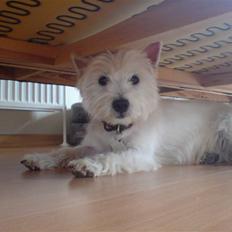 West highland white terrier Mille<'3