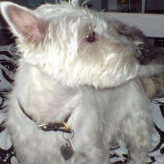 West highland white terrier Mille<'3