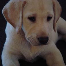 Labrador retriever Silja - Solgt ):