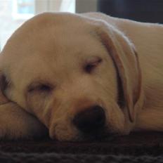 Labrador retriever Silja - Solgt ):