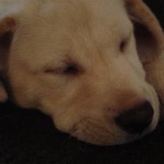 Labrador retriever Silja - Solgt ):