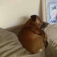 Blanding af racer Oswald