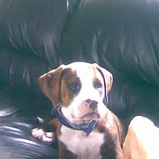 Amerikansk bulldog Taz