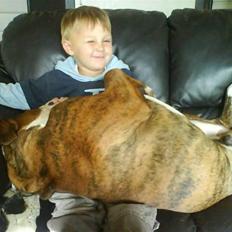 Amerikansk bulldog Taz