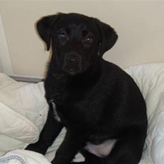 Blanding af racer Fluffy