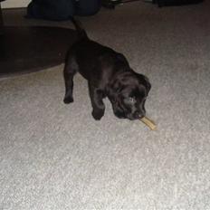 Blanding af racer Fluffy