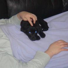 Blanding af racer Fluffy